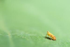 leafhopper op een blad foto