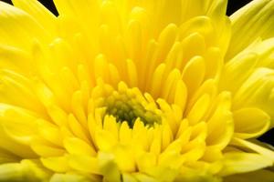 gele chrysanthemum bloem foto