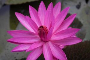 close-up van een roze lotus