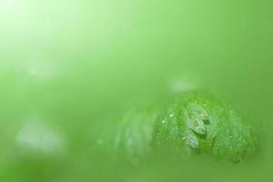 groene blad achtergrond, close-up foto