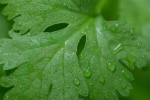 groene blad achtergrond, close-up foto