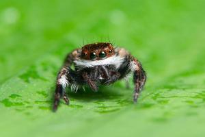 spin op groene achtergrond foto