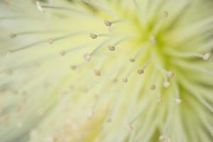 Wildflower, close-upfoto foto