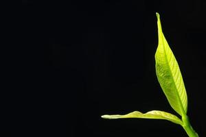 groen blad op zwarte achtergrond foto