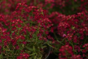 roze bloemstruik foto