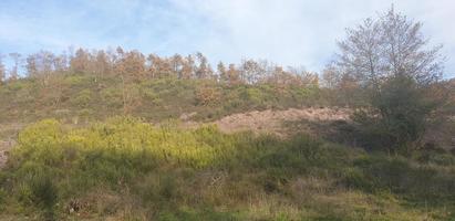 natuurlijk landschapsbos foto