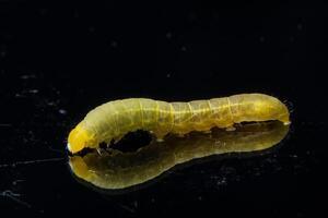 worm op zwarte achtergrond foto