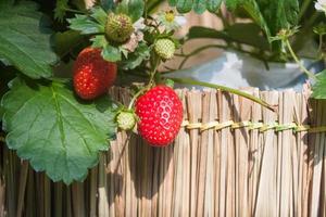 aardbeien op een hek foto