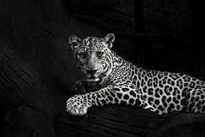 grijswaardenfoto van liggende luipaard foto