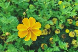 bovenaanzicht van gele kosmosbloemen foto