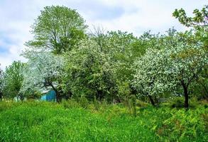 Drummondville, Quebec, Canada, 22 mei 2017 - De appelbomen bloeien foto