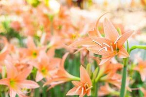 gebied van amaryllis bloemen in een tuin foto