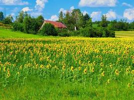 Ulverton, Quebec, Canada, 15 augustus 2020 - een zonnebloemveld op het platteland foto