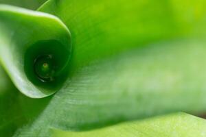 groen blad close-up foto