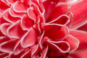 roze bloemblaadjes close-up foto