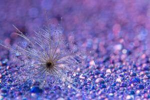 Wildflower close-up foto