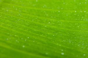 waterdruppels op een groen blad foto