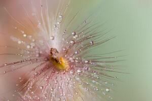 waterdruppels op wilde bloemen, onscherpe achtergrond foto