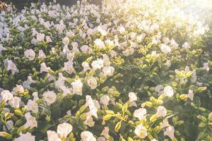 witte bloemen in zonlicht foto