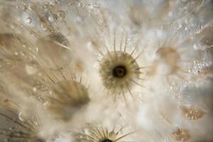 waterdruppels op wilde bloemen, onscherpe achtergrond foto