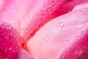 waterdruppels op rozenblaadjes foto