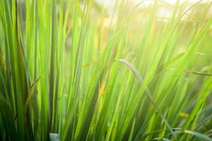 citronella groeit buiten foto