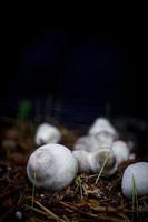 witte champignons in een donker bos foto