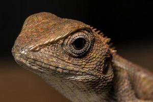 kameleon, close-upfoto foto
