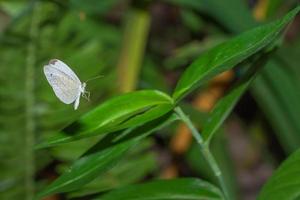 vlinder vliegt over groene planten foto