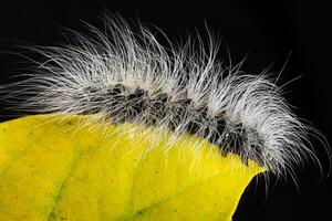 worm op een blad foto