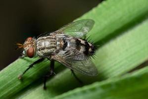 vlieg op groen blad foto