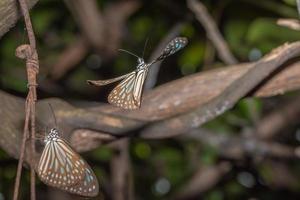 vlinders in de natuur foto