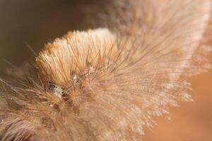 worm op een droog blad foto