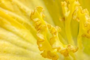 gele pompoen bloem close-up