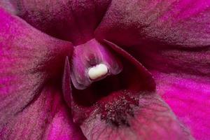 roze orchideeachtergrond foto