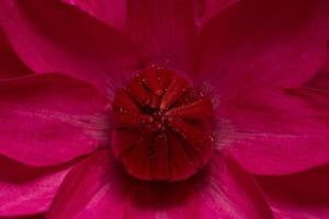 rode lotus close-up foto