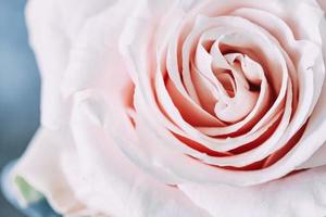 close-up van een roze roos foto