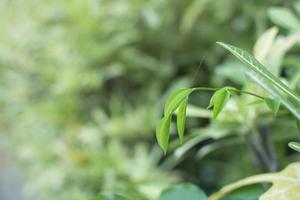 bovenste bladeren verzwakken achtergrond, levensstijl, natuur, groen foto