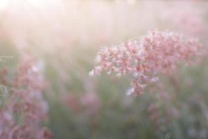 roze bloemen met zacht licht foto