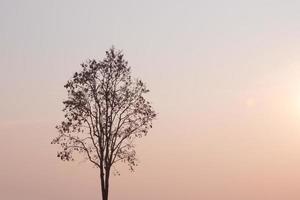 oranje lucht en een boom foto