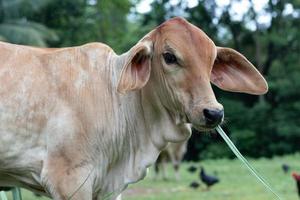close up van jonge koe gras eten. foto