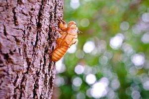 cicade shell op een boomstam foto