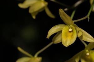 gele orchidee op zwarte achtergrond