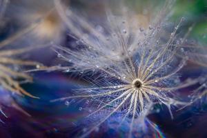 witte bloem close-up foto