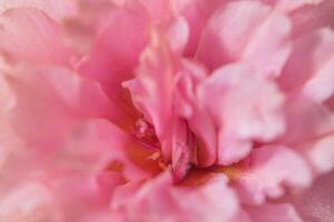 roze bloemclose-up foto