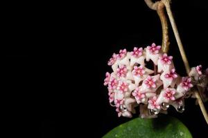 hoya bloem op zwarte achtergrond foto