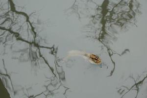 mudskipper in het water foto