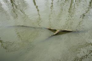 dode boom in het water foto