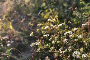 tafereel met wild gras Aan een zon licht foto