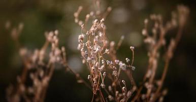 tafereel met wild gras Aan een zon licht foto